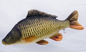 Karp Pełnołuski - poduszka